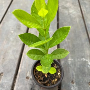 A Yellow Strawberry Guava/psidium guava live fruit tree in 4” pot/seedings