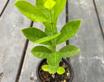 A Yellow Strawberry Guava/psidium guava live fruit tree in 4” pot/seedings