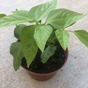May include: A small green plant with large, veined leaves in a brown plastic pot. The plant is centered in the frame, with the leaves reaching outwards. The pot sits on a light gray surface.
