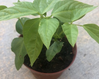 2 Bean plants in a 4" pot /Yard Long Green / None GMO / Organic