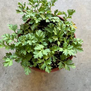 Live Mugwort Plant, Organic Artemisia Herb, 4&#39;&#39; Pot