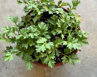 Live Mugwort Plant, Organic Artemisia Herb, 4'' Pot