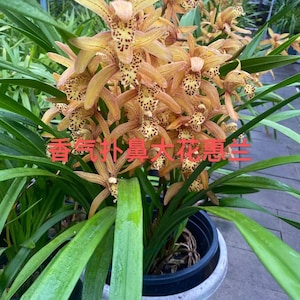 May include: A potted Cymbidium orchid plant featuring multiple stems of golden-brown flowers with dark red speckled patterns on the petals and labellum. The plant has long, slender, green leaves and displays the red Chinese text 香气扑鼻大花惠兰.