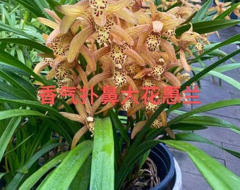 Large-flowered Cymbidium (Cymbidium Orchid 大花惠兰 in one gallon pot/ beautiful flowers and fragrant