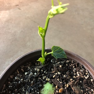 May include: A small green plant with a single leaf growing in a brown pot filled with dark brown soil and small white and brown rocks.