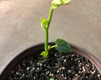a CHAYOTE live plant in a 5” pot /large fruit/Sechium Edule  organic