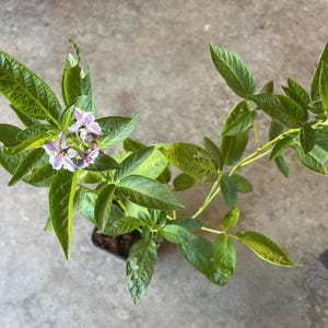 Pepino Melon Live Plant, Exotic Fruit - 5" Pot