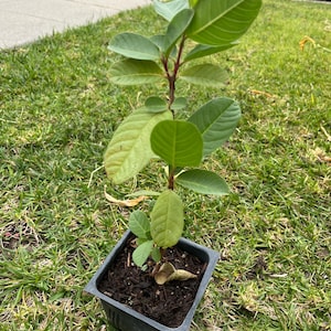 May include: A young guava plant in a square black plastic pot, set on a bed of soil. The plant has vibrant green leaves and a reddish-brown stem. The plant is placed on a grassy lawn.