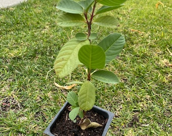 Mexico Cream White Guava Tree - two Year Old Plant in 4" Pot