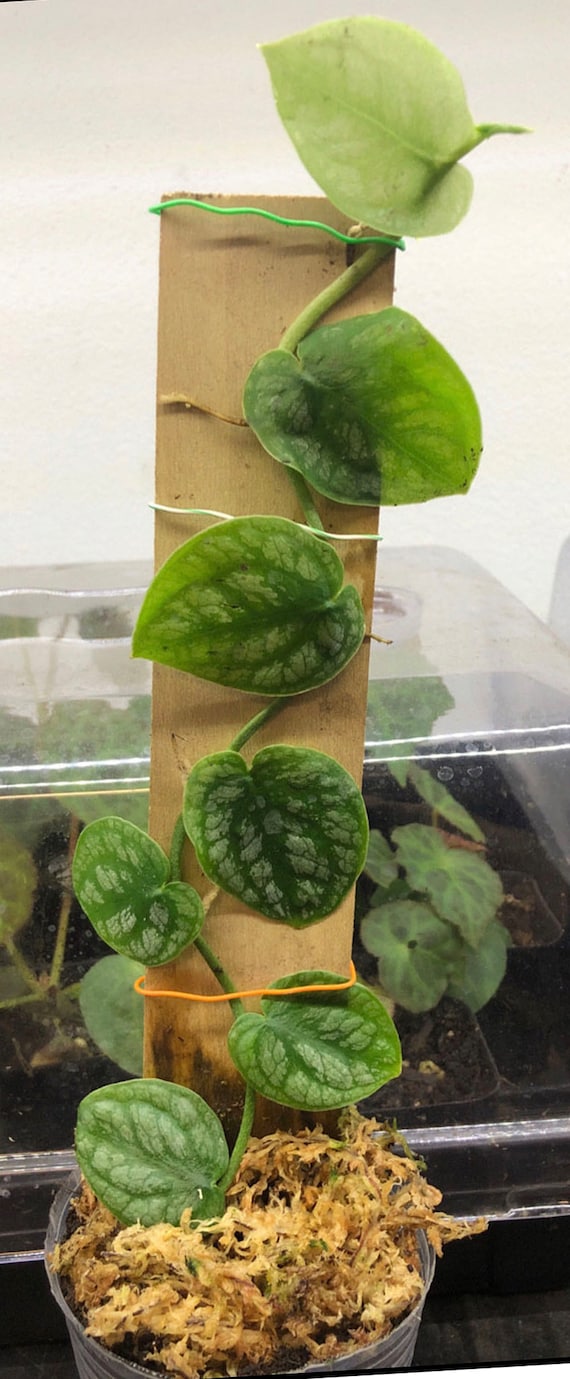 philodendron burle marx variegata ableger Philodendron burle marx variegated