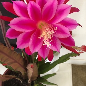 2 Branch of bare roots gradient pink Epiphyllum, orchid cactus. 2 Branch of live Epiphyllum shipped in a 4&#39;&#39; pot