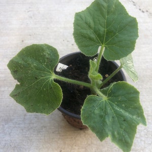 1 Ash gourd plants in a 4 pot /winter melon /white gourd/gourd/Wax Gourd/ Non-GMO /Organic