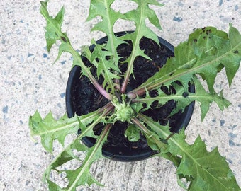Organic Dandelion Live Plant (4'' Pot) – Edible Herb & Tea