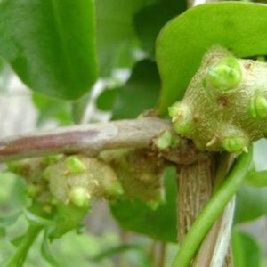 May include: Close-up of a green plant stem with multiple small, green, bulbous growths. The growths have a rough, textured surface and are clustered together on the stem.