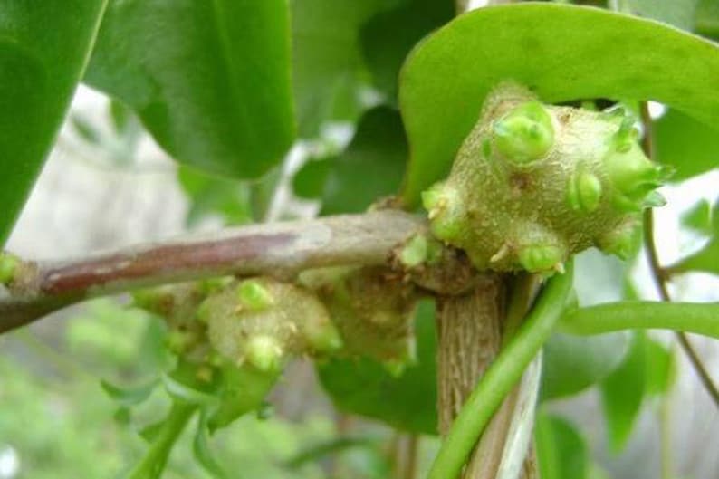 May include: Close-up of a green plant stem with multiple small, green, bulbous growths. The growths have a rough, textured surface and are clustered together on the stem.