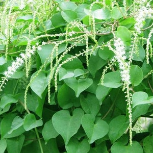 May include: A close-up of a green leafy vine with small white flowers. The vine is growing up a wall or fence.