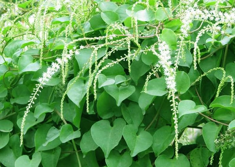 May include: A close-up of a green leafy vine with small white flowers. The vine is growing up a wall or fence.