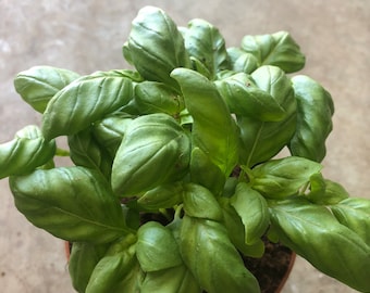 Italian Sweet Basil plants in a 4" pot /Non-GMO /Heirloom Herb /Vegetable