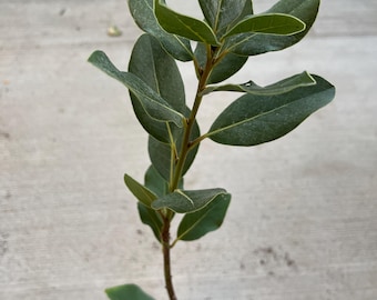 May include: A young bay laurel plant with a slender brown stem and multiple dark green, oval-shaped leaves. The plant is rooted in a small, dark-colored plastic container filled with soil, showcasing a vertical growth pattern and smooth foliage.