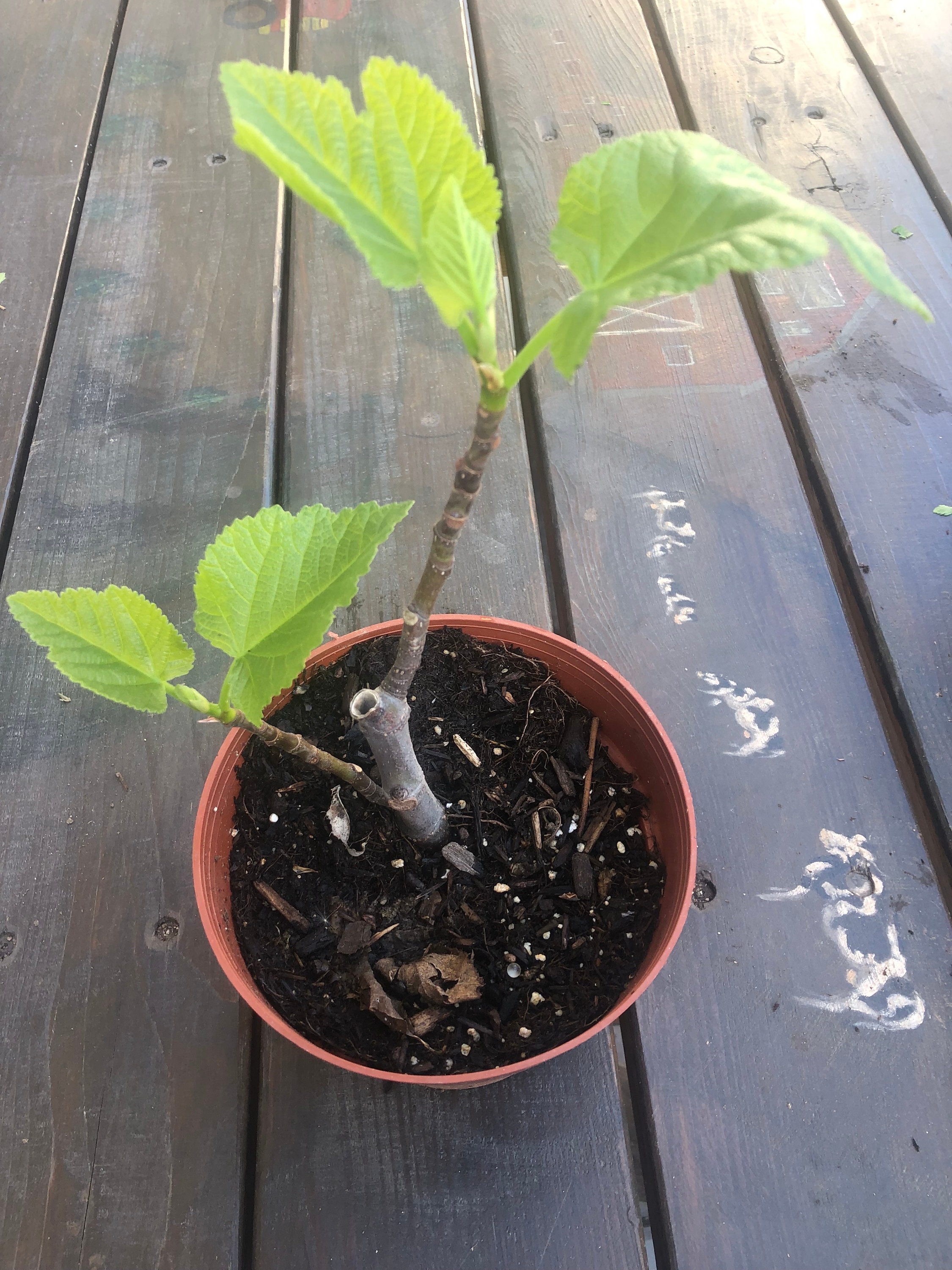 Lsu fig tree - Etsy 日本