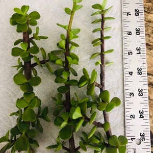 3 branches de boutures de Spekboom d&#39;environ 20 cm de long : Portulacaria, mini jade, boutures de buisson d&#39;éléphant
