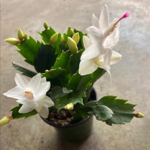 Christmas cactus live plants in a 2” 4”.6” pot / more color options