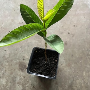 one year white Guava Tree /White Asian guava/ 10“ tall around - in a 4” pot /