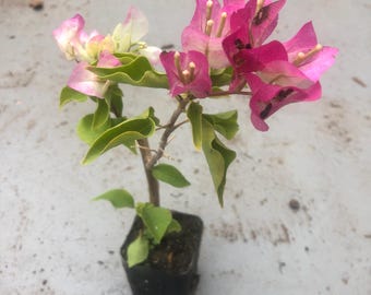 faux fig plant 4ft Tall Fiddle-Leaf Fig Tree main image 1