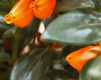 Goldfish Plant  in a 4” pot,  in bud/ complete gold blooming , Tropical Houseplant