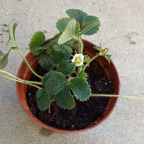 3 live Rooted Strawberry Plants in a 4" pot.  Good quality. great tasty.