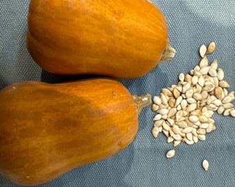 USA SELLER Honeynut Winter Squash 15 Seeds HEIRLOOM cucurbita - Etsy