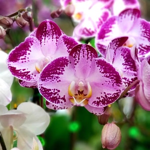 Orchid Digital Print