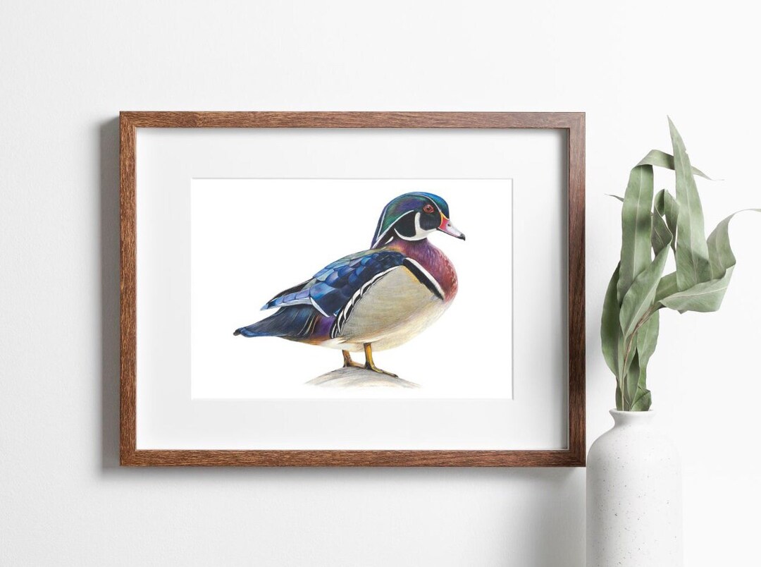 Wood Duck Wood Duck Art Wood Duck Drawing Wood Duck Gift Etsy