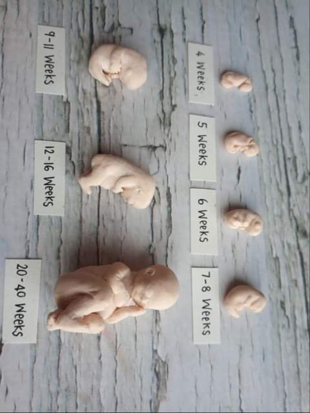 Baby Fetus Mold Etsy