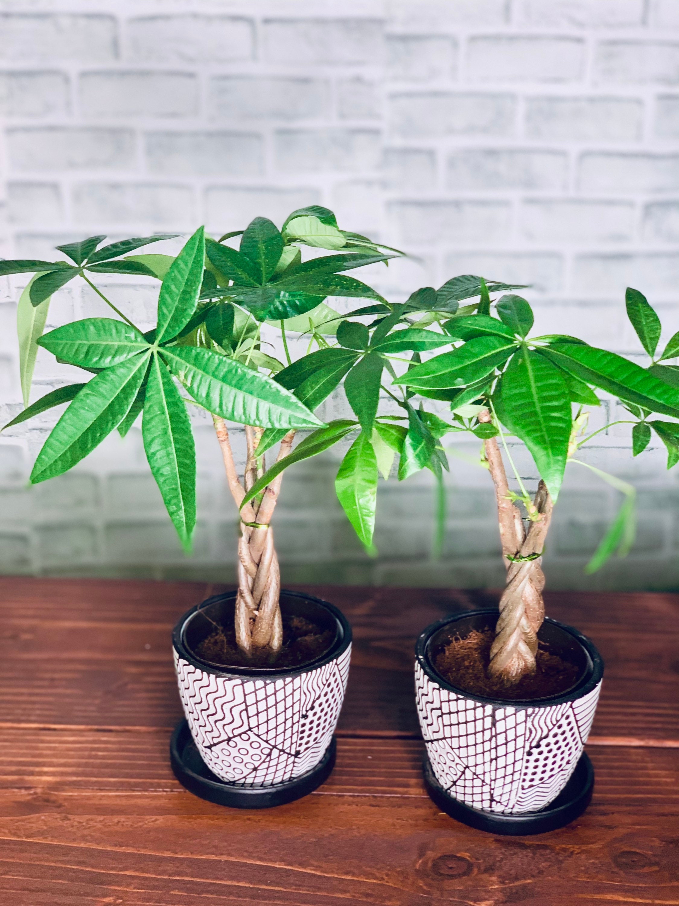 Planta del árbol del dinero Pachira Aquatica árbol de la | Etsy