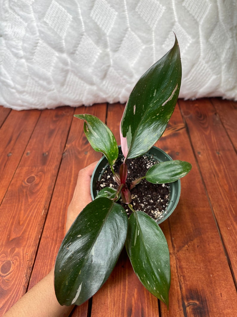 Pink Princess Philodendron Plant - PPP (Philodendron erubescens)