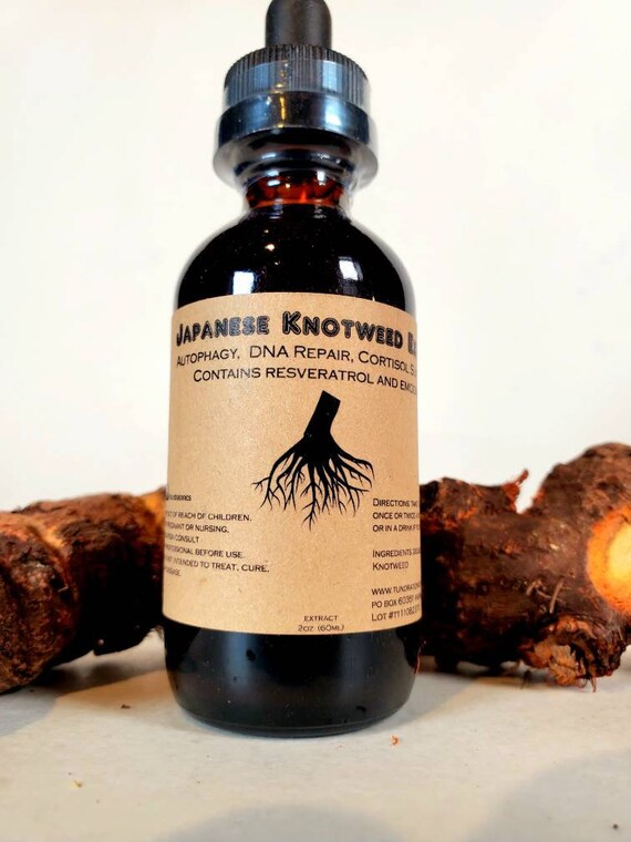 Japanese Knotweed Tincture. Organic Root Double Extract. Etsy