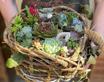 Succulent Vine Basket Arrangement ~ pickup only