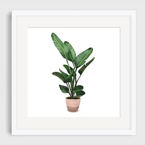 Potted House Plant Art Print, Illustrated Giclee Print