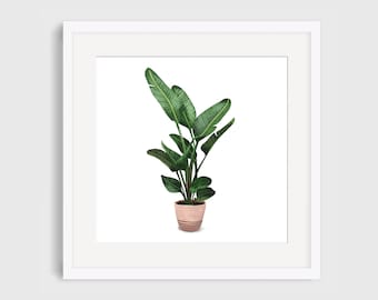 Potted House Plant Art Print, Illustrated Giclee Print