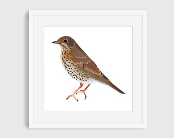 Bird, Nature, Thrush Illustration Giclee Print