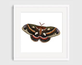 Moth, Nature, Illustration Giclee Print