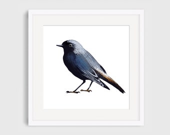 Bird, Nature, Black Redstart Illustration  Giclee Print