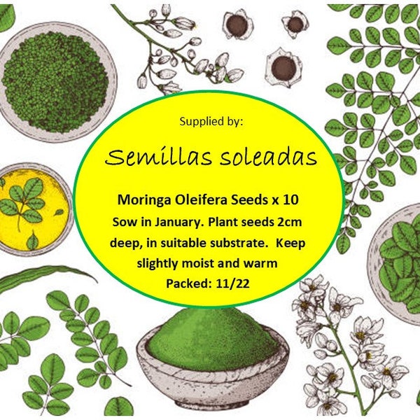 Moringa Oleifera Seeds - der Wunderbaum