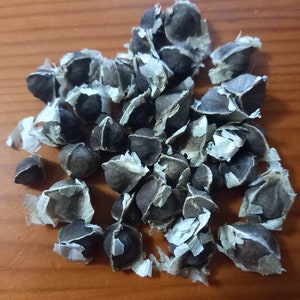 Moringa Oleifera Seeds - the miracle tree, drought-tolerant, fast growing, highly nutritious