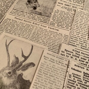 May include: A black and white newspaper clipping with the headline "Horned Rabbit Killed Near Yankton." The article describes a rabbit with 14 horns found near Volin, South Dakota. The article also includes a photo of a man holding a horned rabbit.