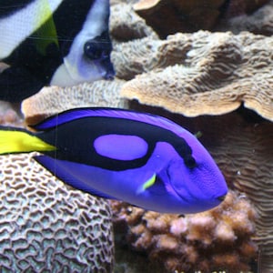 Tropical Fish