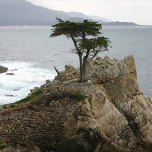 Monterey Bay - 19 Mile Drive - the Lone Tree
