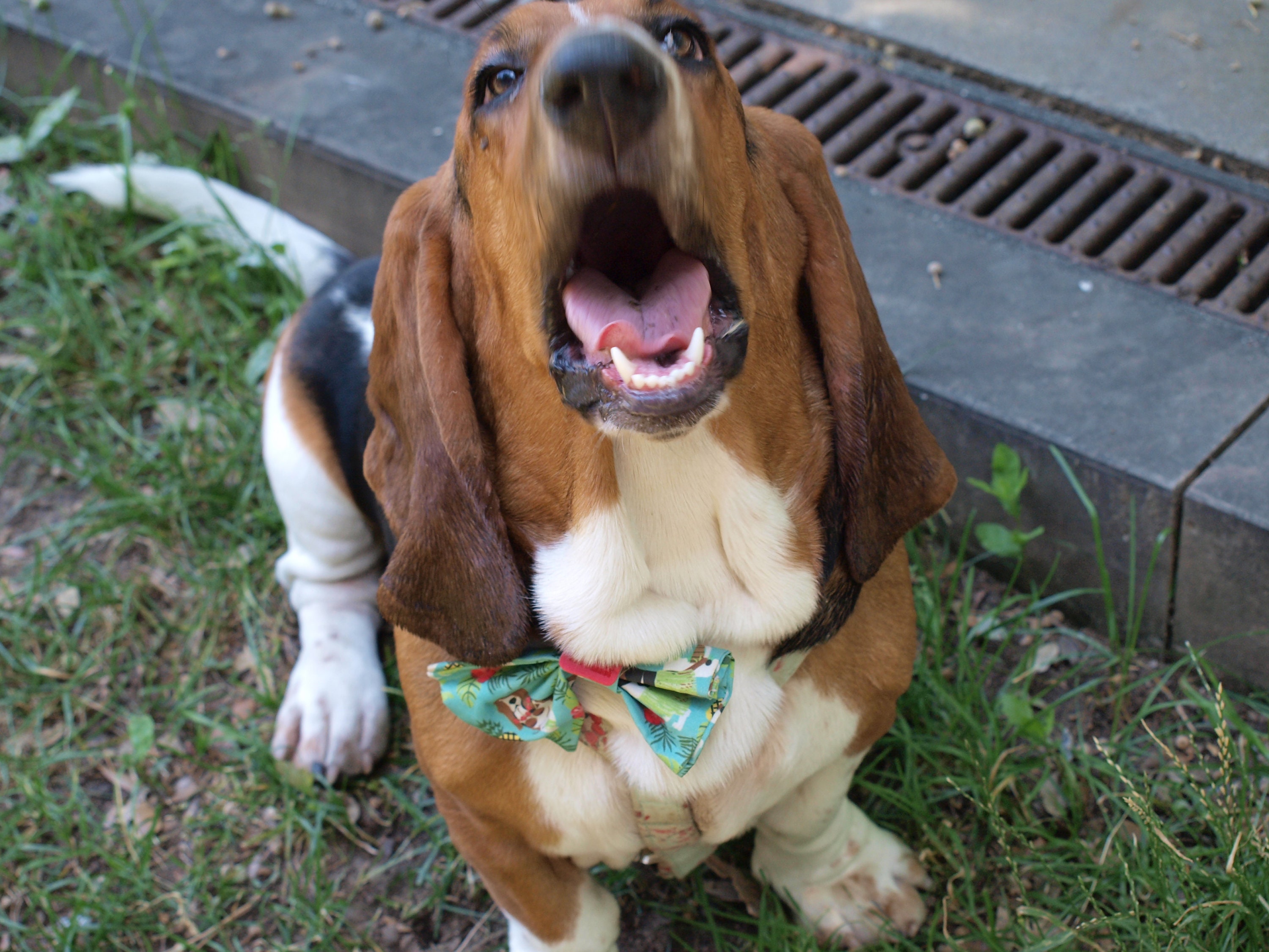 basset hound bow tie