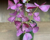 Oxalis Triangularis Purple Shamrock Perennials Easy to Grow Live Plant 4 quot Pot